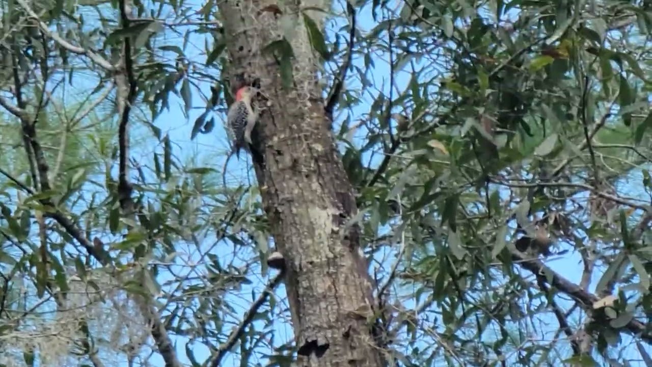 WOODPECKER I BIRD SOUNDS I FLORIDA WETLANDS I NATURE WILDLIFE 