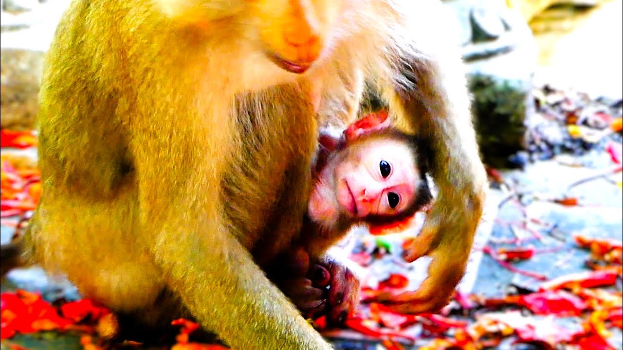 The Cutest Baby Monkeys You’ll Ever See