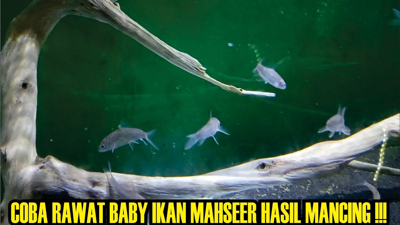 Coba rawat baby ikan mahseer hasil mancing‼️