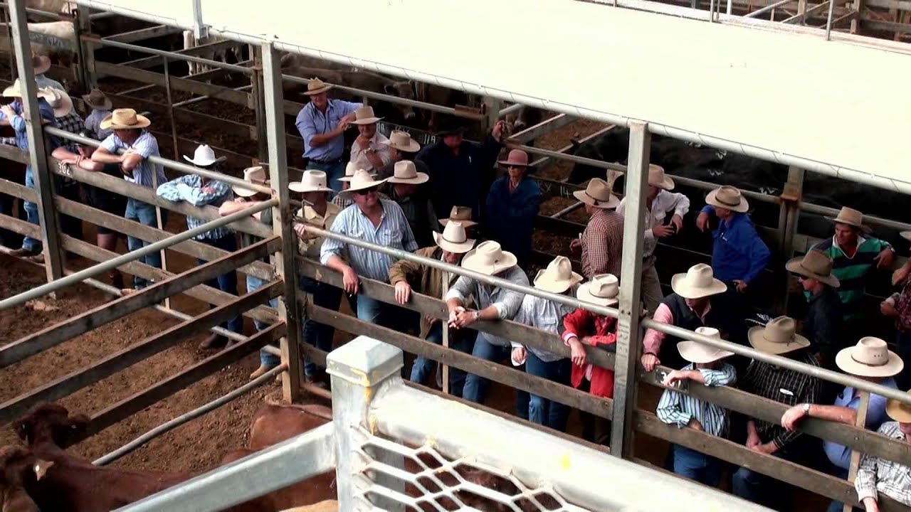 Roma Cattle Sale