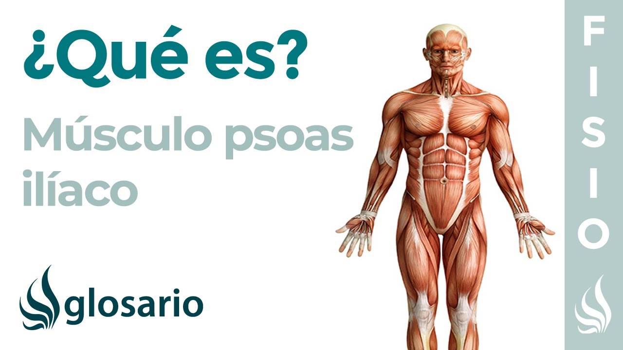 M&uacute;sculo PSOAS IL&Iacute;ACO | Qu&eacute; es, c&oacute;mo estirar y fortalecer, origen, inserci&oacute;n, inervaci&oacute;n y lesiones