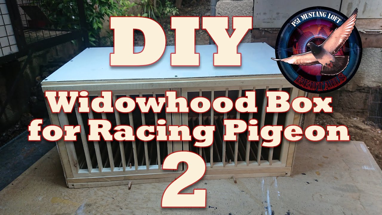 PART 2 OF DIY WIDOWHOOD BOX FOR RACING PIGEON.