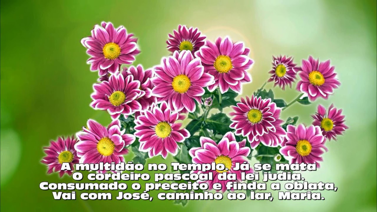 As sete dores de Maria: Aloysio de Castro (poema 115 - Mário Frigéri)