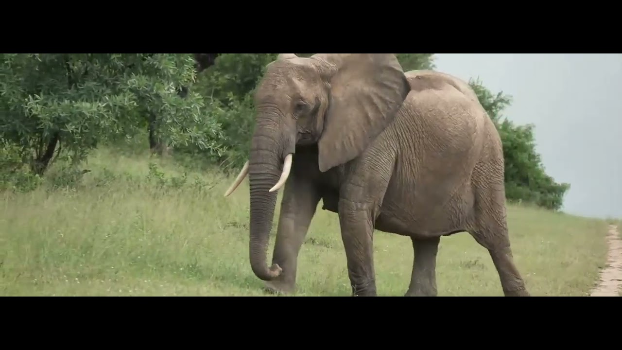 Elephants crossing Chitwa Airstrip
