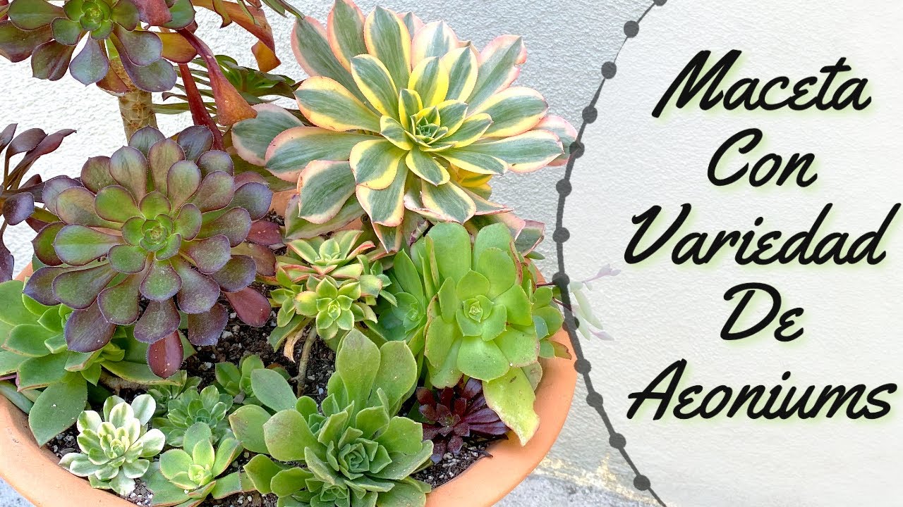 Arreglo Con Variedad de Aeoniums | Aeoniums