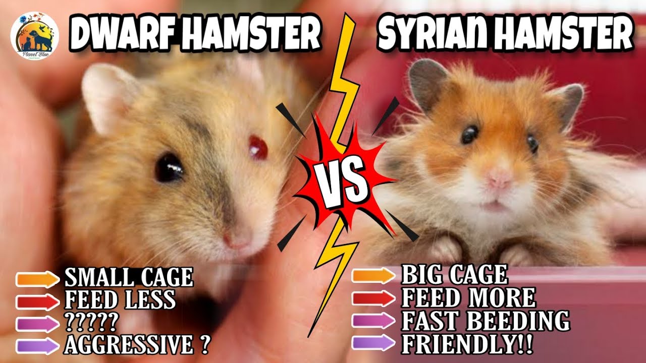 Dwarf Hamster V/S Syrian Hamster || Who is best as pet?