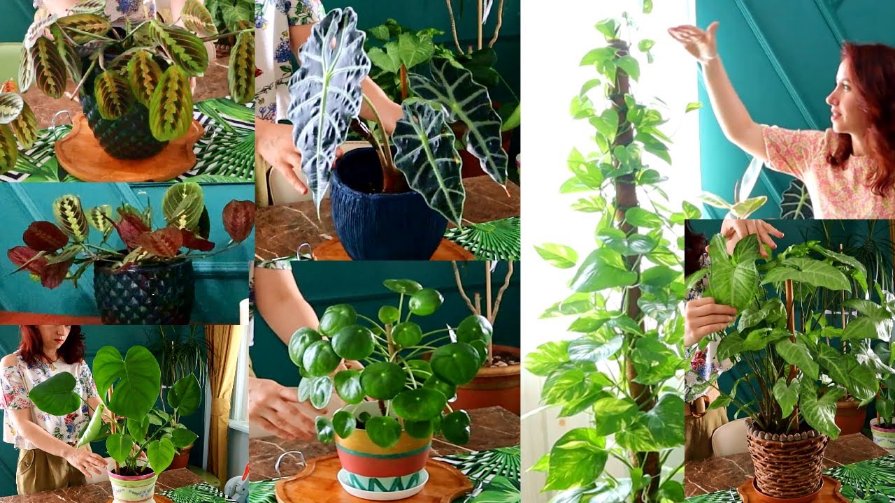 6 Lulet me te Thjeshta per tu Rritur Brenda ne Shtepi. Lulja e lutjes, Pilea, Singorjum, shqiponja,