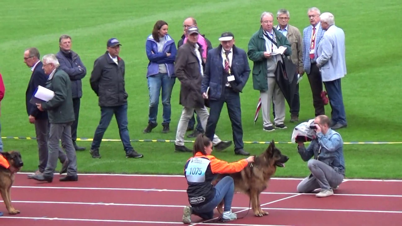 2019 SV BSZS in Nurnberg NKGR N-013 Sastor vom Hühnegrab
