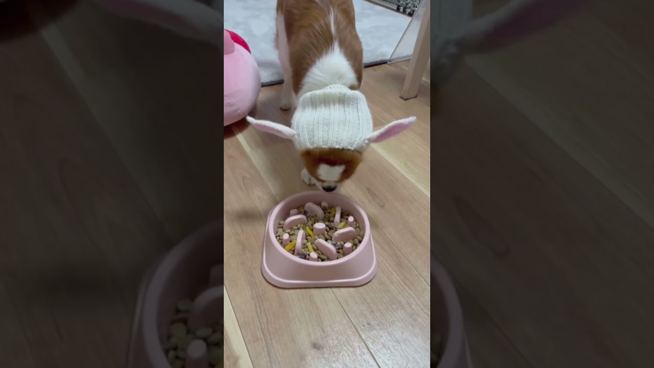 待ての顔がしょんぼりしてて可愛い  