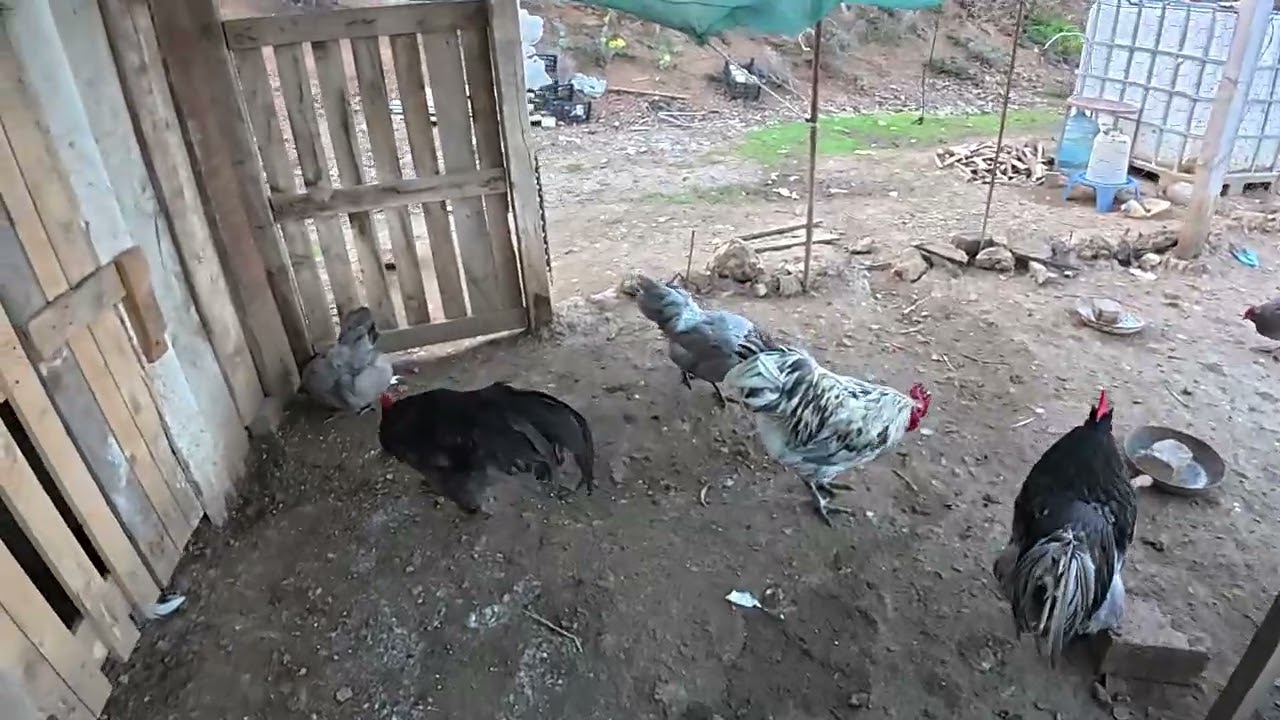Tavuklarda son durumlar projeler ve düşündüğüm ırklar