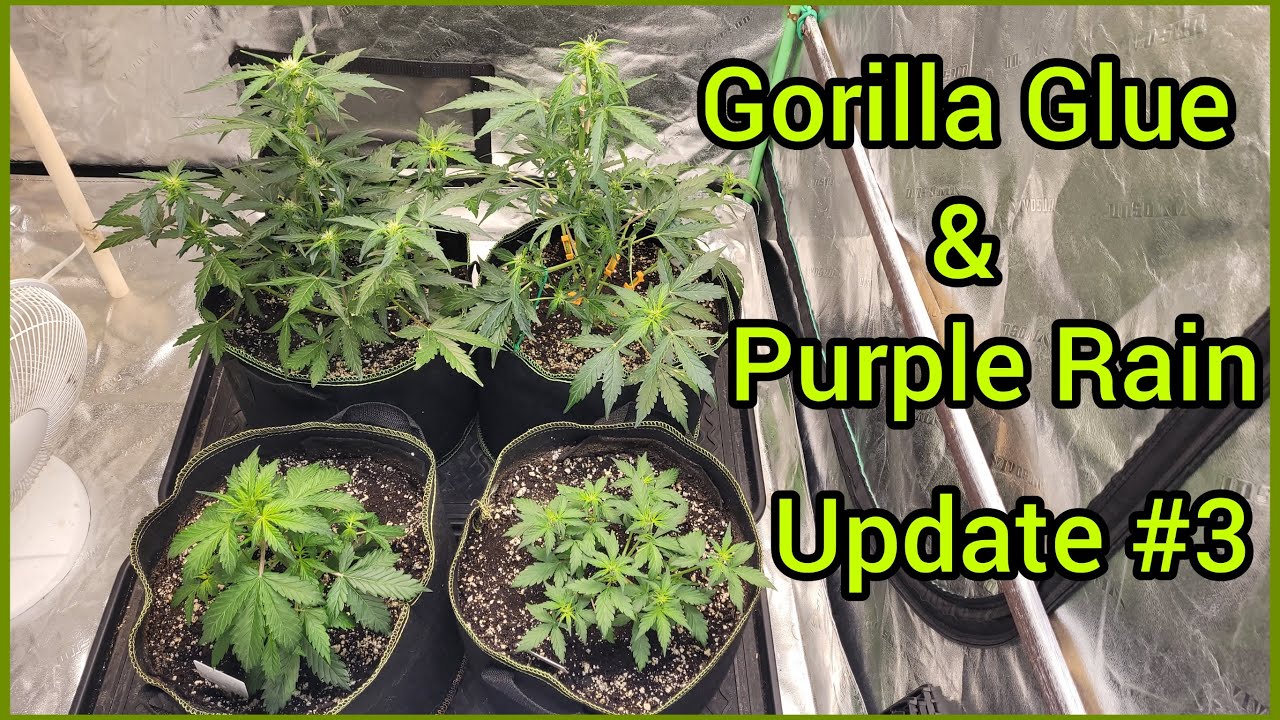 The Friendly Grower - Gorilla G. & Purple Rain update #3
