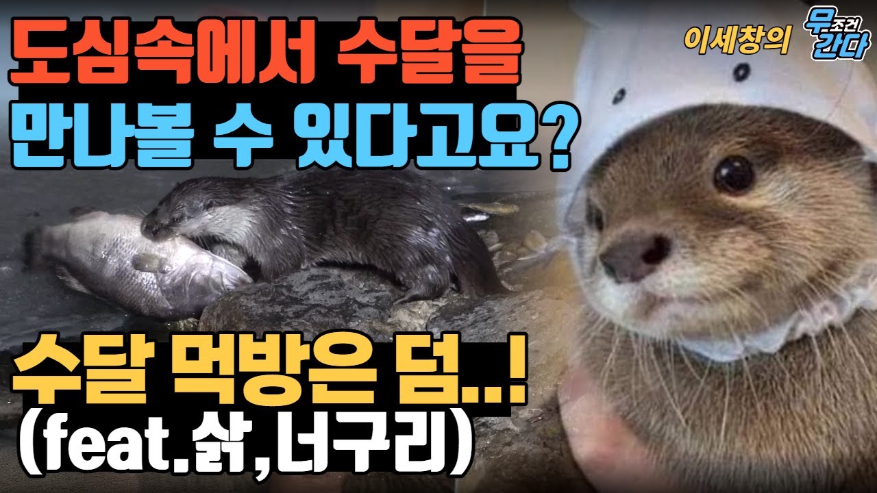안산갈대습지에 자취하는 야생동물 수달가족