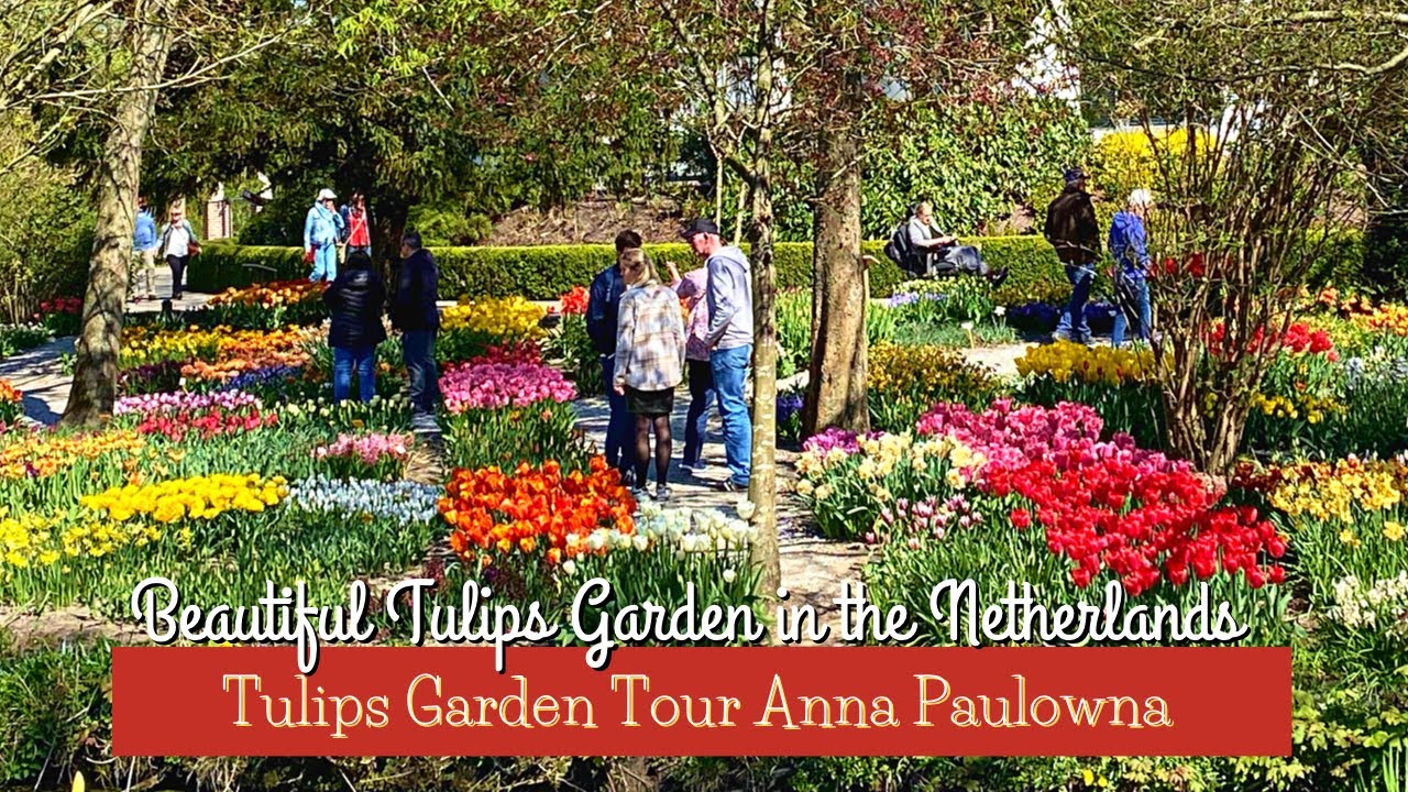 🌷TULIPS IN THE NETHERLANDS ft. POLDERTUIN ANNA PAULOWNA Bloemendagen | Tulips Tour 2022 part 2