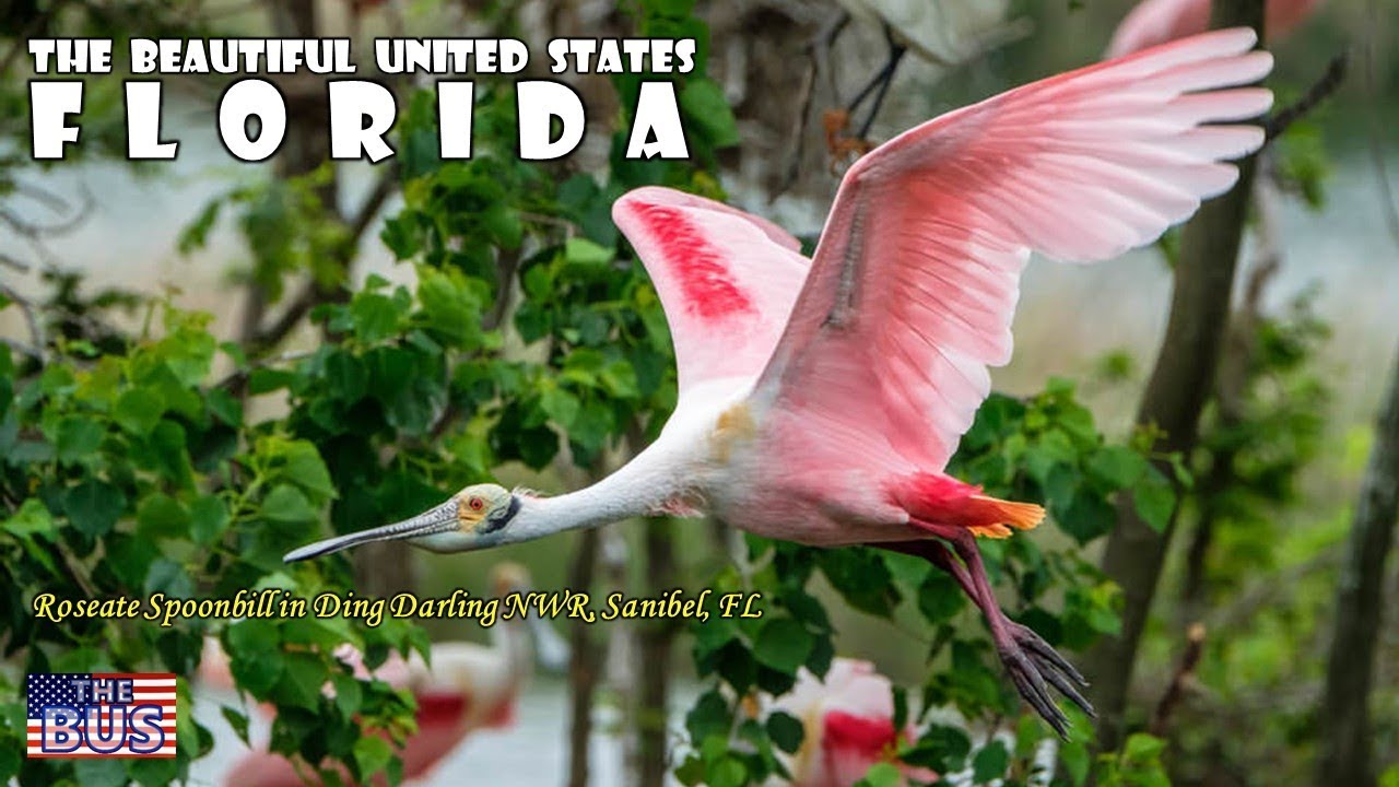 USA Florida State Symbols/Beautiful Places/Song SWANEE RIVER w/lyrics