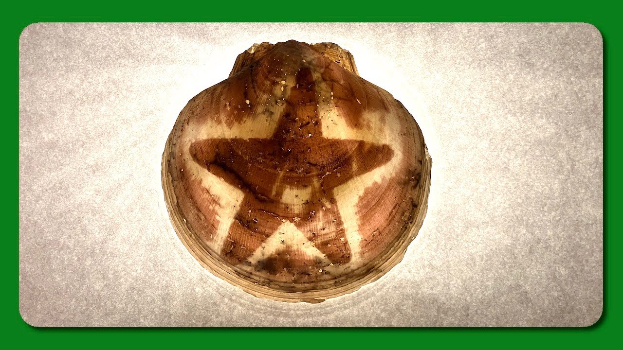 Carving A Scallop Shell