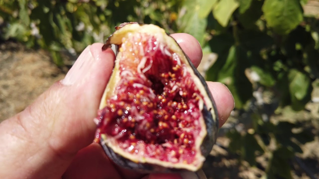 Galicia Negra Fig Follow-up