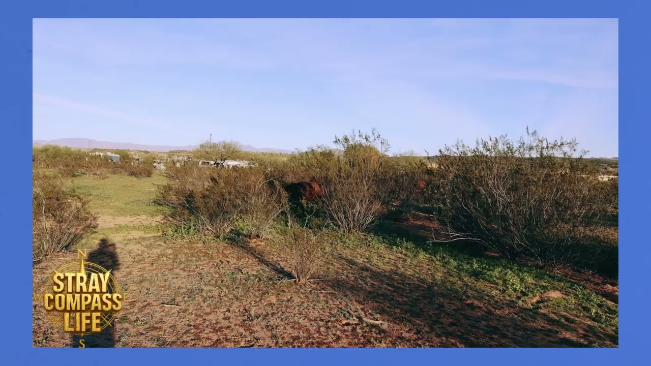 Verde River Wild Horse  Bands