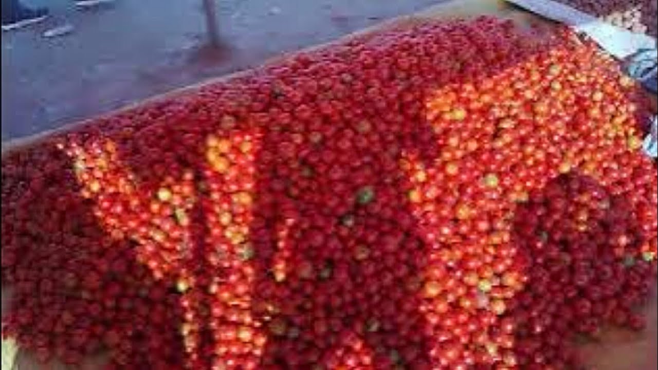 Tamatar  Selling karte hue