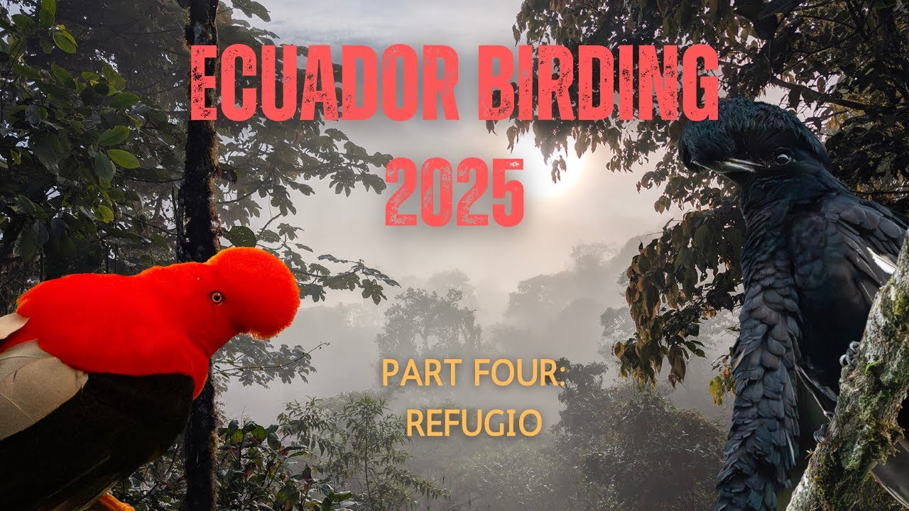 Ecuador Birding 2025 | Part 4 - Refugio