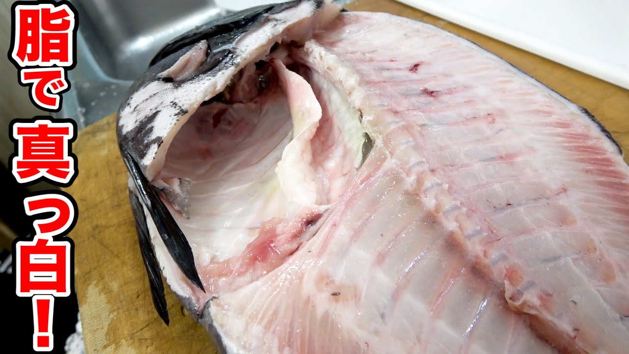 奇跡？！脂がノリノリで激レアのハイブリット魚を食べてみました！！