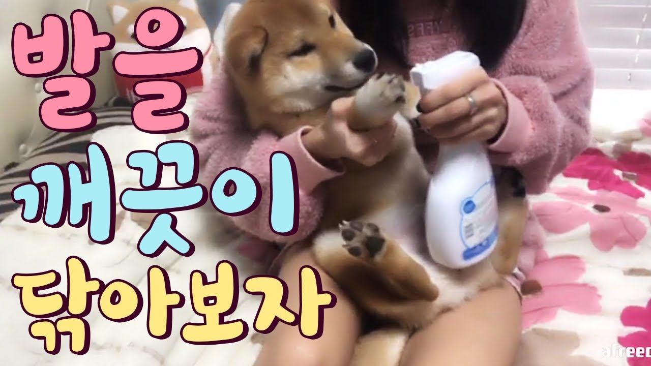 꿍찌의 발바닥을 닦아보자![시바견(Shibainu,柴犬)발바닥을 닦아보자]/애교 리액션/귀여운 강아지 영상/강아지 뽀뽀/애교쟁이 꿍찌
