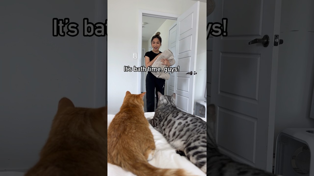 Когда твой кот не любит мыться 😹 #кошачьишорты #кошачьисмешные #шорты30 #деньспа