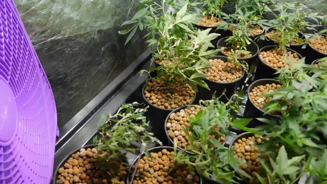 Quick Look At The Ebb N Flo Hydro Grow