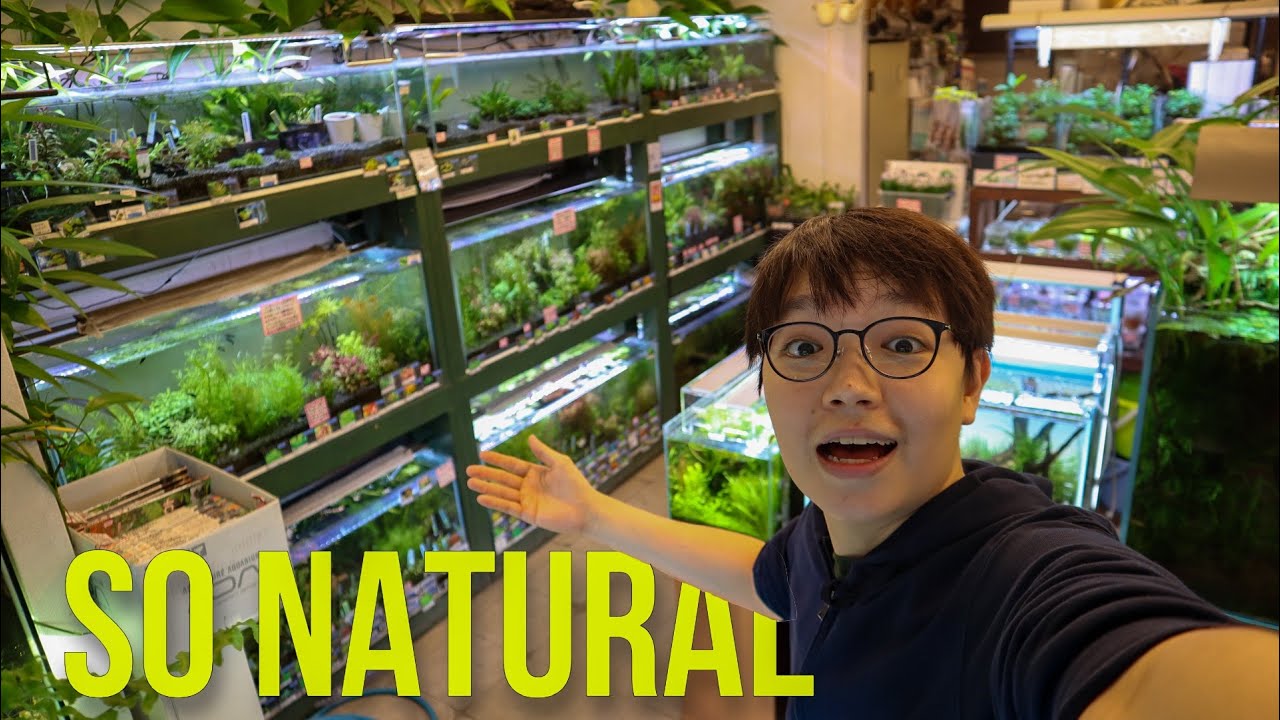 FISH STORE TOUR of a MASTER AQUASCAPER - H2