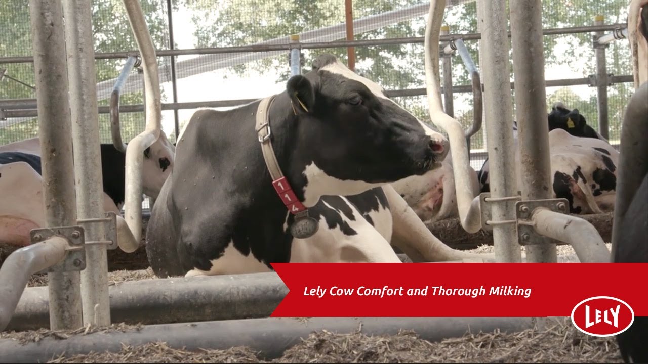 Cow Comfort with the Lely Astronaut A5 Robotic Milking System