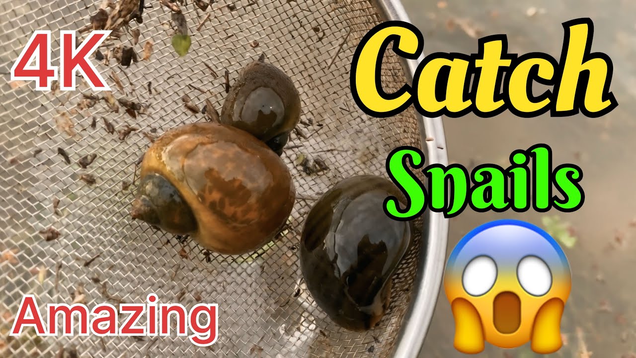 Catch snails, catch snails, catch fish, catch frogs at the edge of a natural watercourse |4K