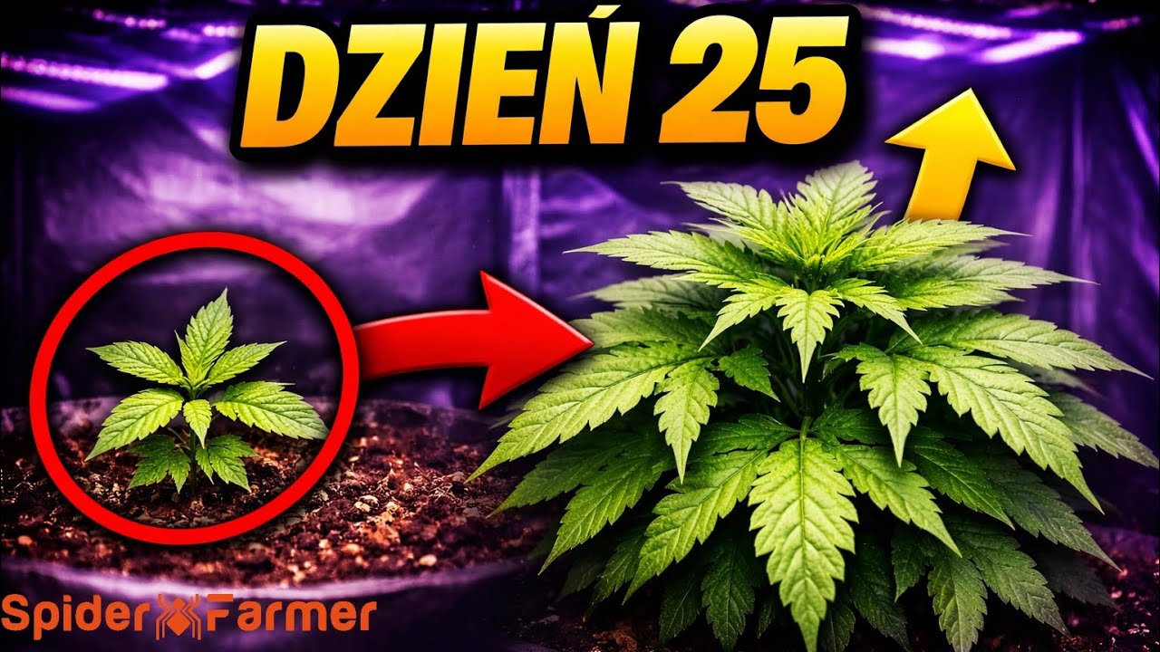 DZIEŃ 25 &ndash; OGROMNY PROGRES WZROSTU MARIHUANY ⚠️ Spider Farmer GGS5
