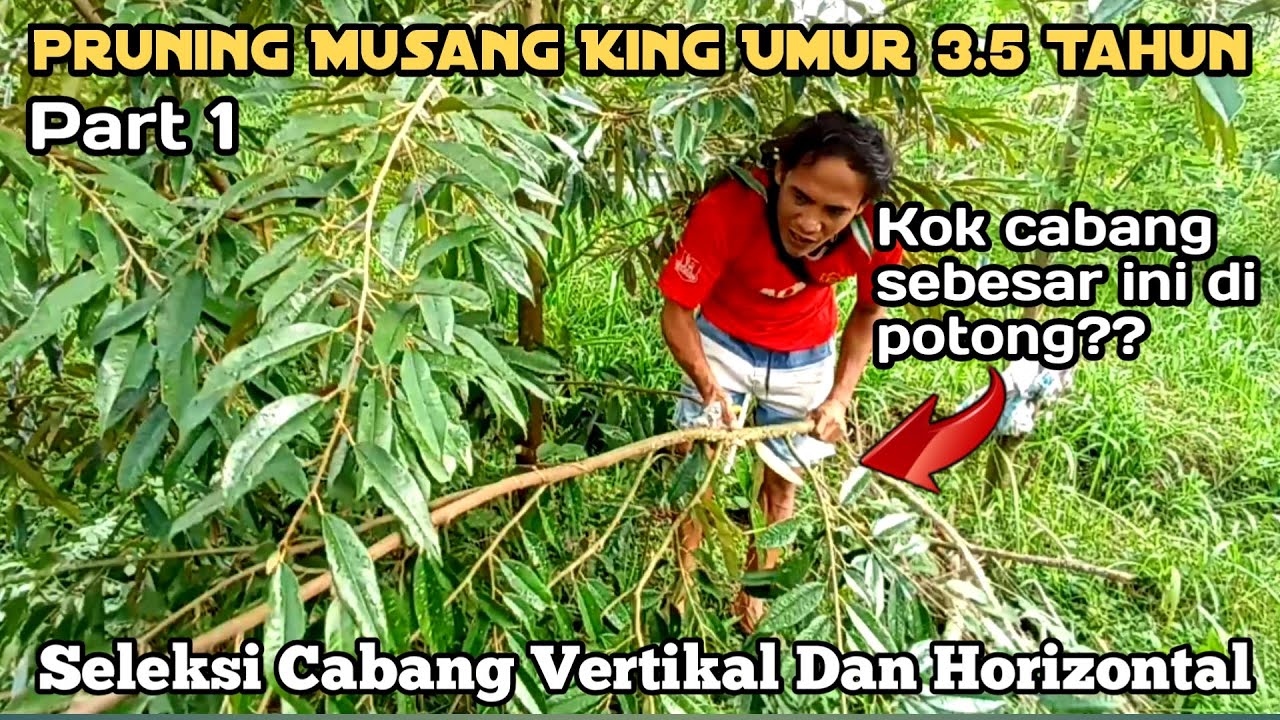 Cara Pruning Durian Musang King Umur 3.5 Tahun Saat Memasuki Usia Generatif Part 1
