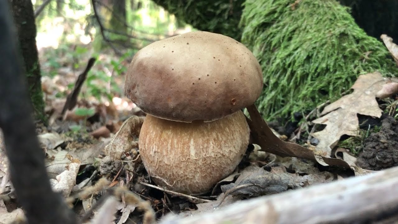 FUNGHI PORCINI GIUGNO 2020 - Fantastici BOLETUS AESTIVALIS