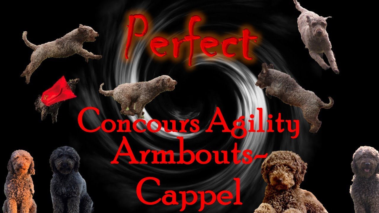 2025/07/19&20 concours agility Armbouts Cappel Perfect chien d'eau espagnol