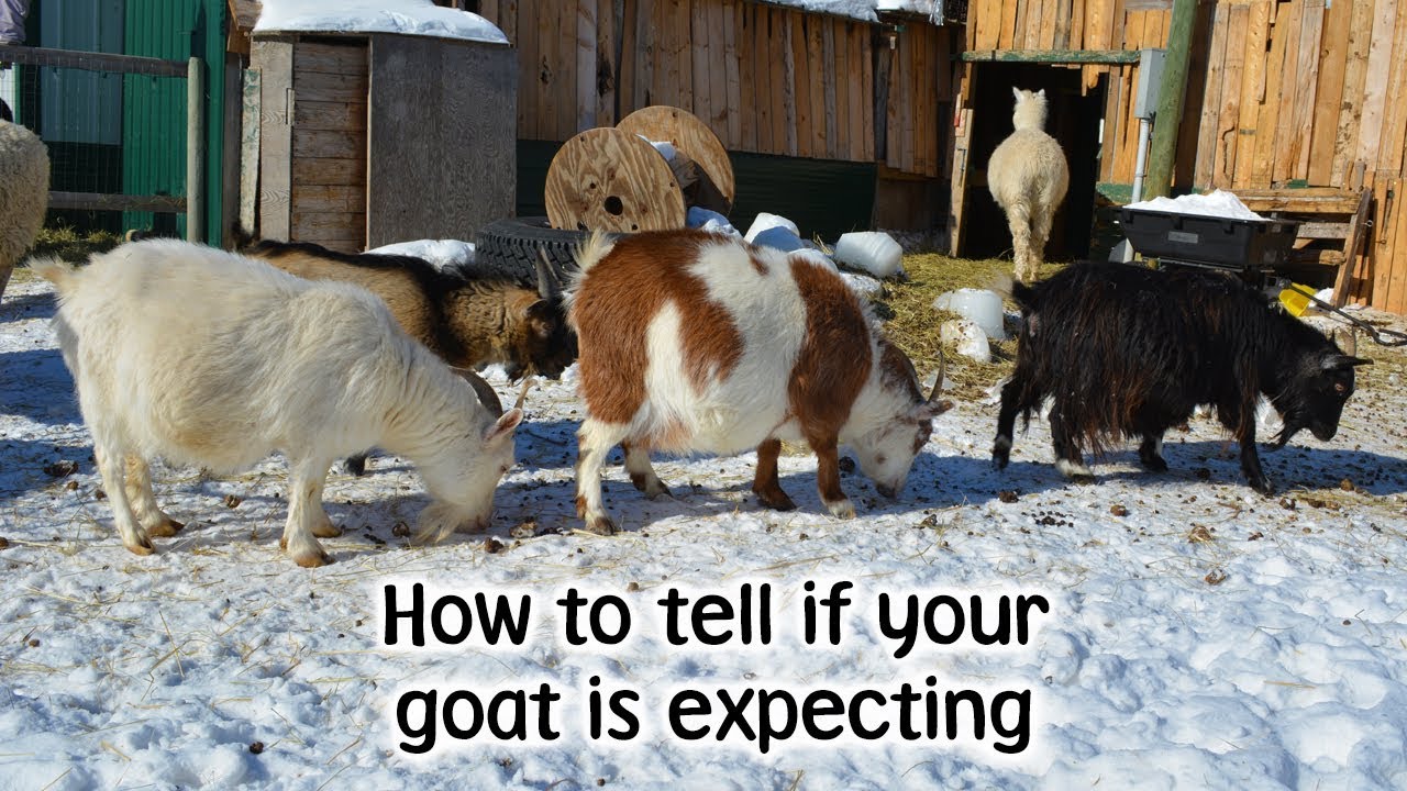 How to tell if your goat is expecting