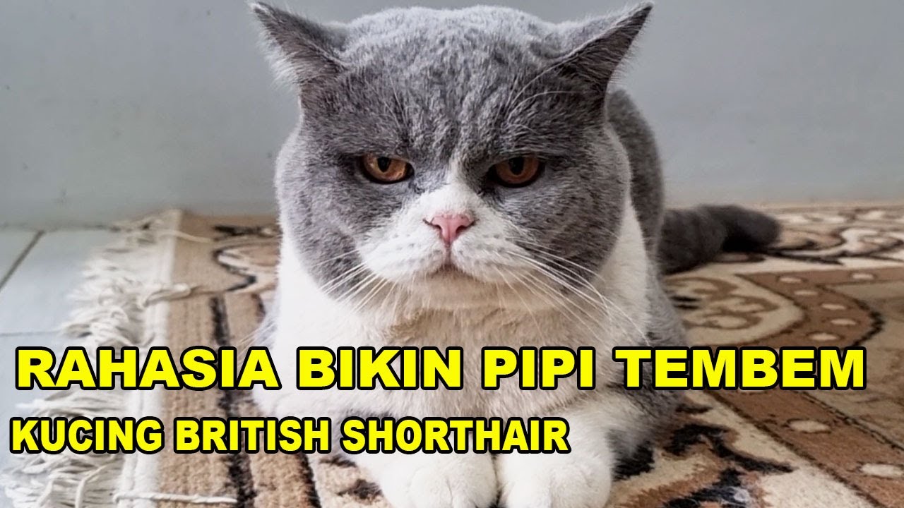 Rahasia Bikin Pipi Tembem Di Kucing BSH