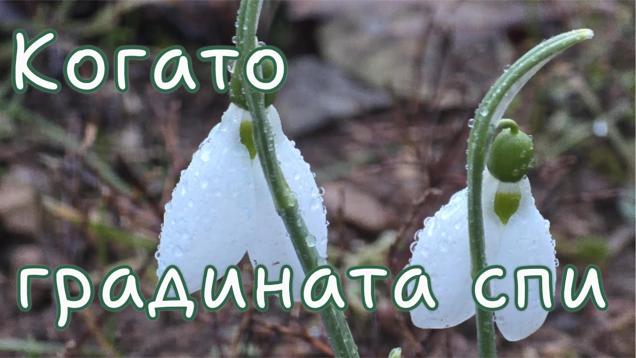 Когато градината спи - Зимна разходка, тишина и очакване. Живот на село🌱.