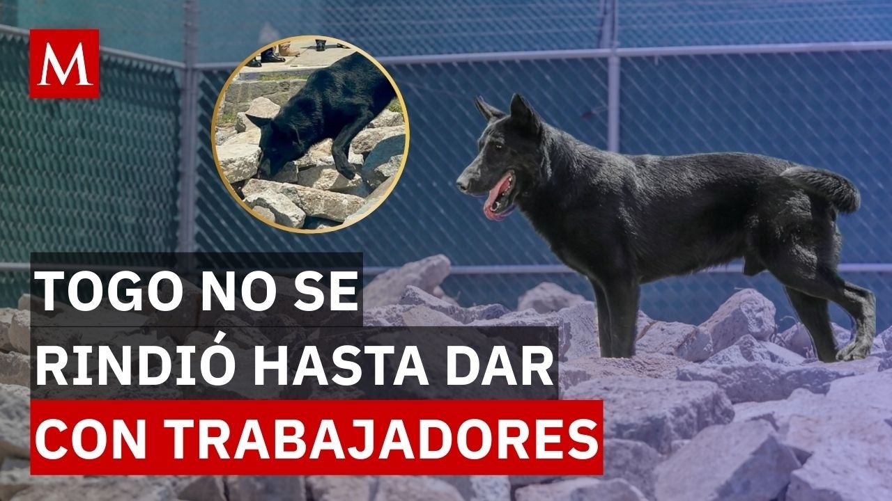 Togo: el perro rescatista que ayudó tras derrumbe en San Antonio Abad