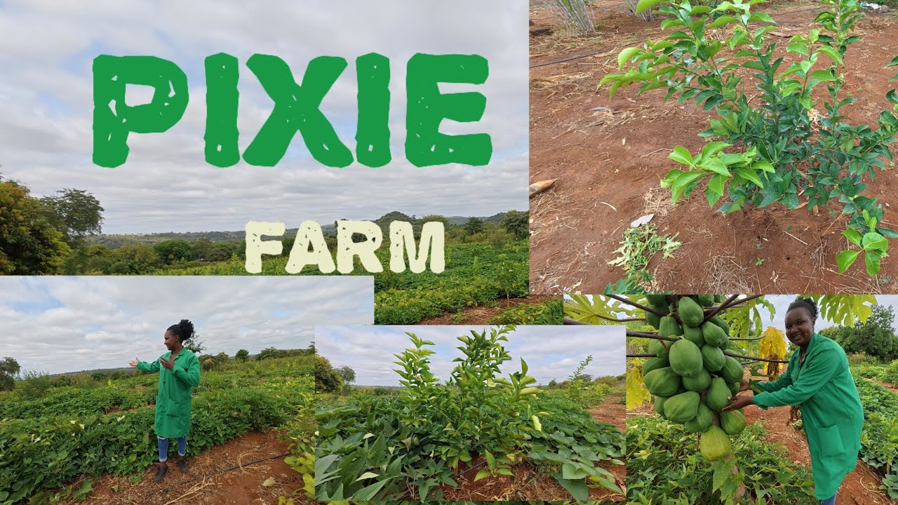 PIXIE ORANGE Farming in Tharaka Nithi County - Kenya