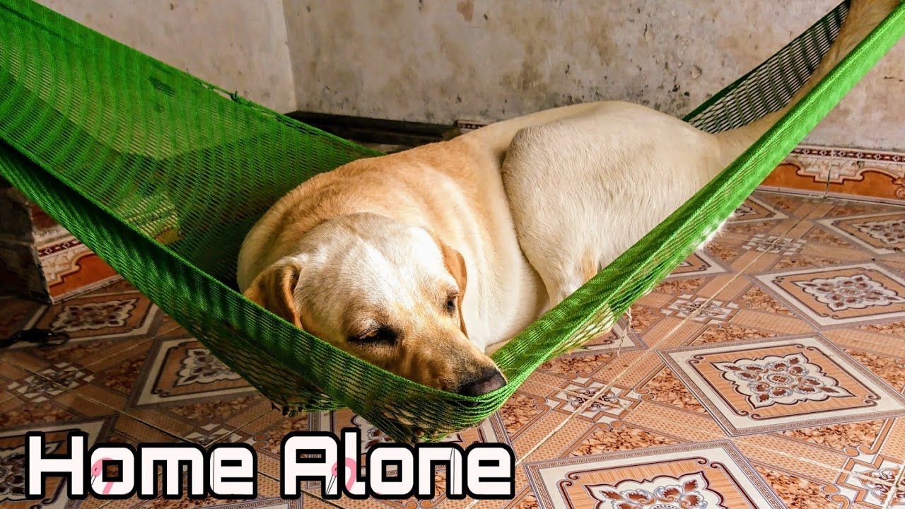 Đừng bao giờ bỏ mặc chú cún 1 mình - Kim Chi Củ Cải | What happen when I left my dog home alone
