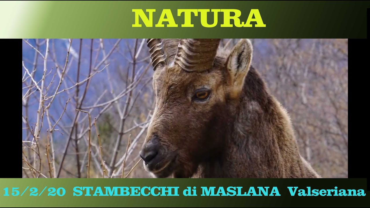 STAMBECCHI di Maslana