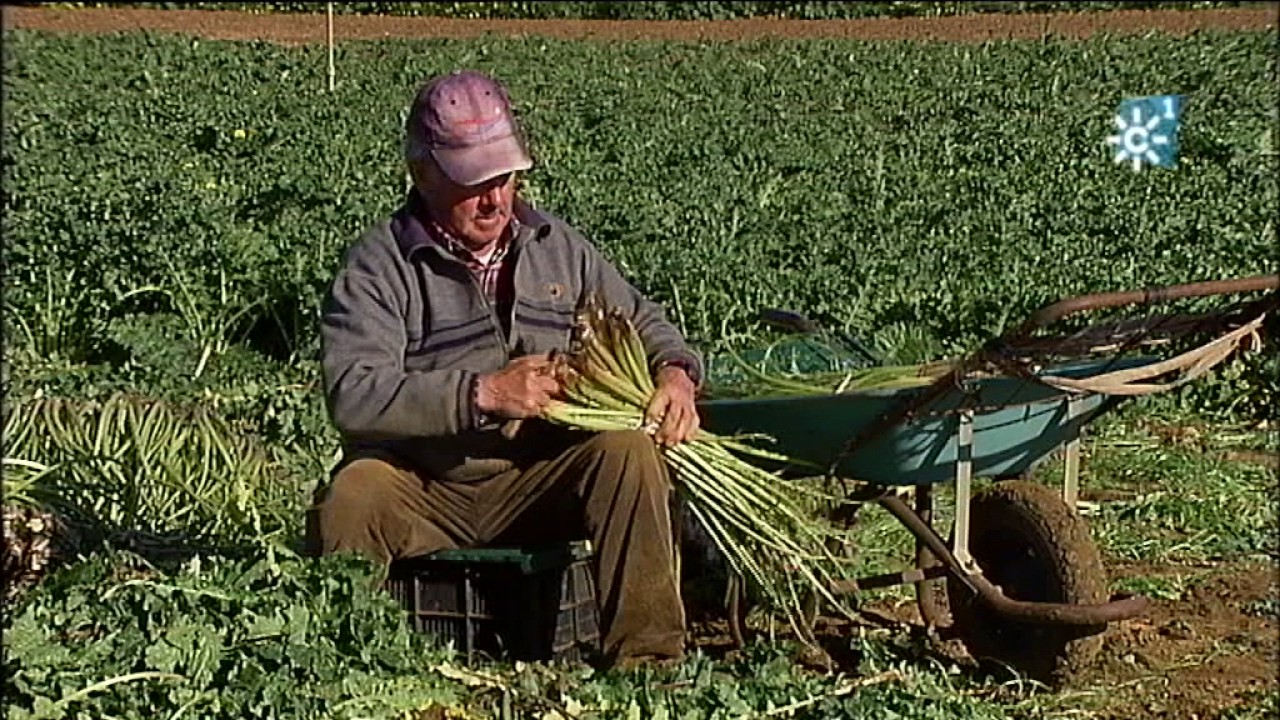 Tagarninas cultivadas y silvestres en Cádiz