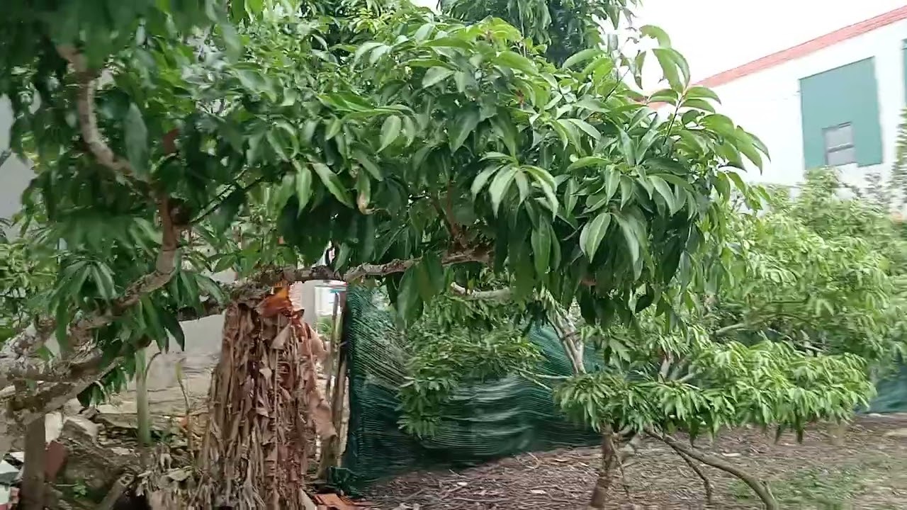 Vải thanh hà vải thiều ra hoa yếu phải kích thôi không là muộn