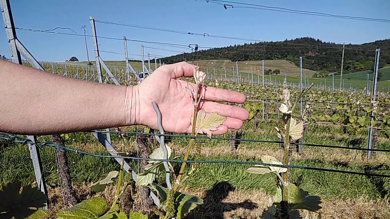 Kinderweinberg K&uuml;rnbach - Die Schwarzriesling-Rebe