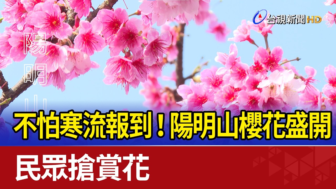 不怕寒流報到！ 陽明山櫻花盛開 民眾搶賞花