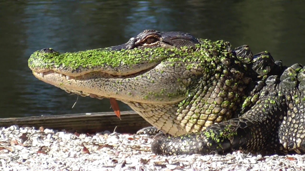 12152019 Alligator, Well Could You Help Me Place This Call?