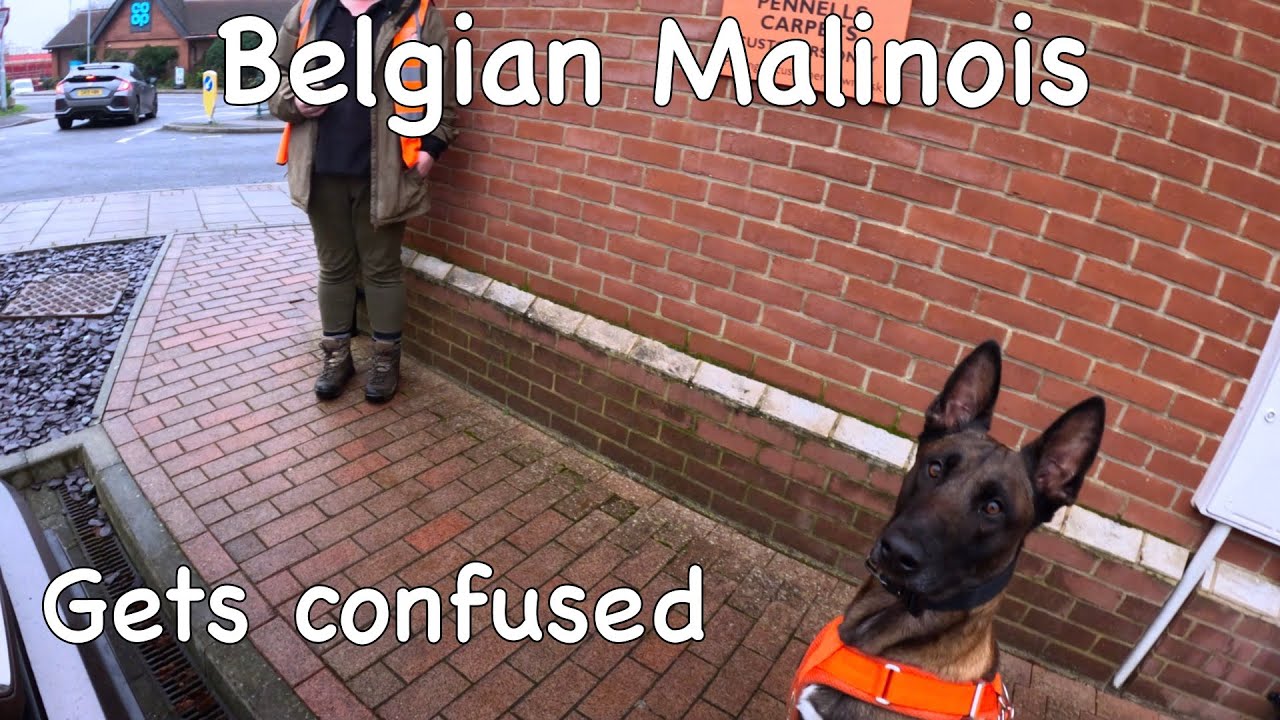 Mantrailing - Kaiser gets it wrong, but air scents his way out of trouble.