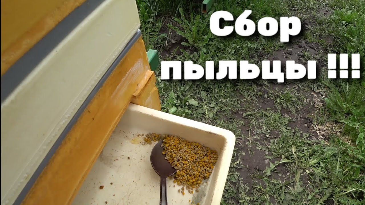 Сбор пыльцы донными пыльцесборниками