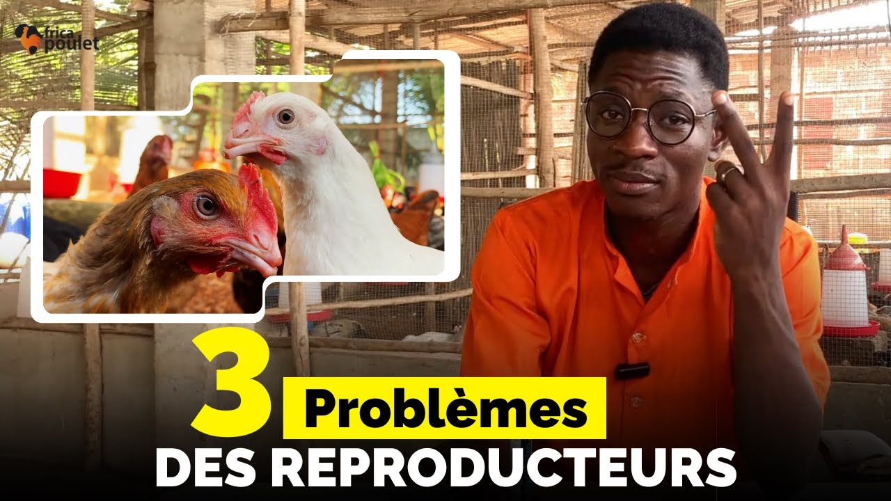 3 SIGNES que tes POULETS reproducteurs sont EN DANGER (et comment réagir) élevage du poulet goliath