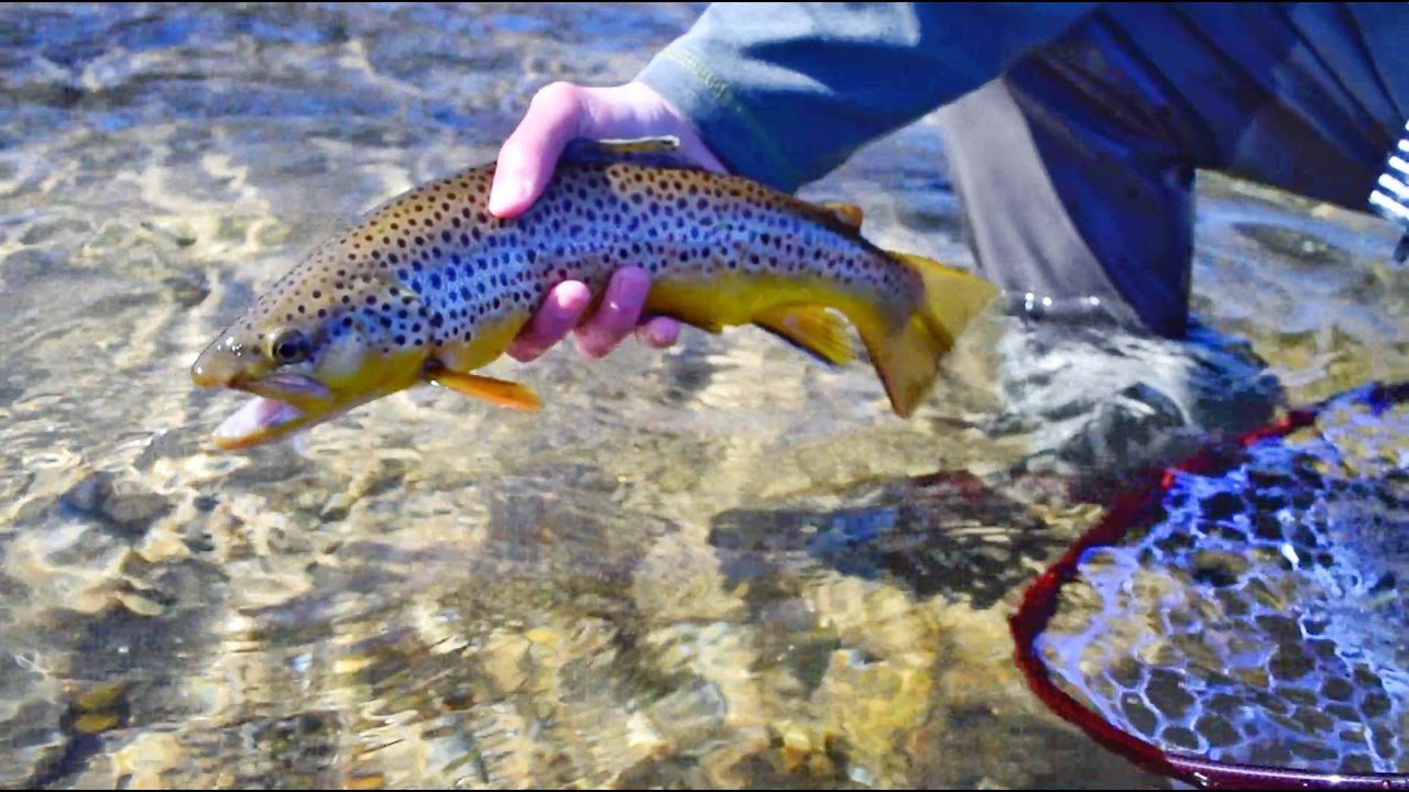 GoPro - Fly Fishing the Davidson River